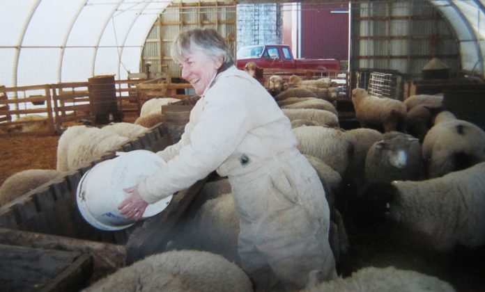 woman feeding sheep