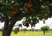 Hundreds of PPP loans went to fake farms in absurd places orange grove