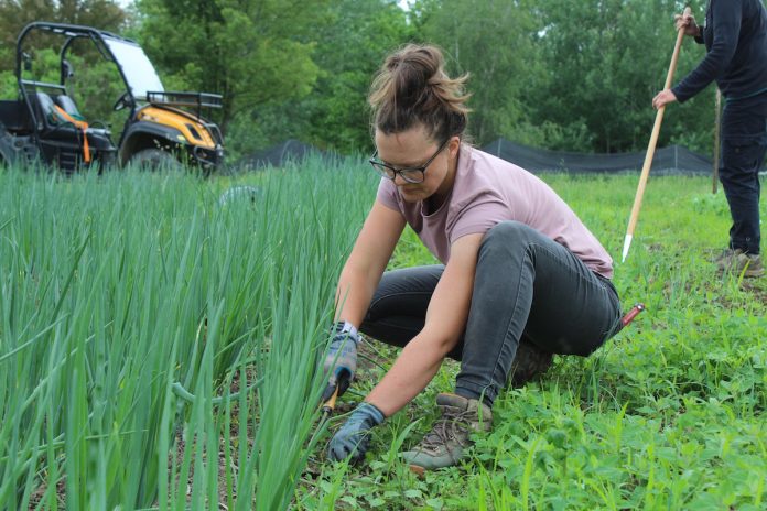 woman weeding onions