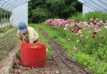 Beginning farmers and burnout: Knowing when to say when woman weeding in a high tunnel