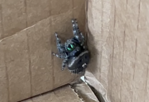 Spiders and shipping boxes Kym Seabolt's spider