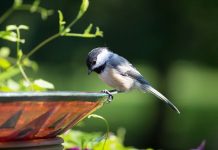 How to garden for bird watching chickadee on a birdbath