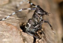 USDA makes plans to deal with Asian longhorned beetle longhorned beetle