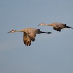 Volunteers are needed to help count Ohio’s sandhill cranes sandhill cranes