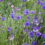 Flowers blooming in a pollinator garden.