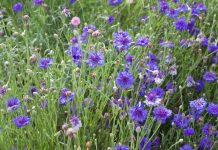 What can the Wildlife Habitat Initiative do for you? Flowers blooming in a pollinator garden.