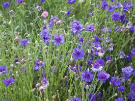 What can the Wildlife Habitat Initiative do for you? Flowers blooming in a pollinator garden.