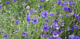 What can the Wildlife Habitat Initiative do for you? Flowers blooming in a pollinator garden.