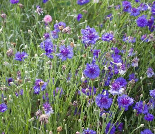 What can the Wildlife Habitat Initiative do for you? Flowers blooming in a pollinator garden.