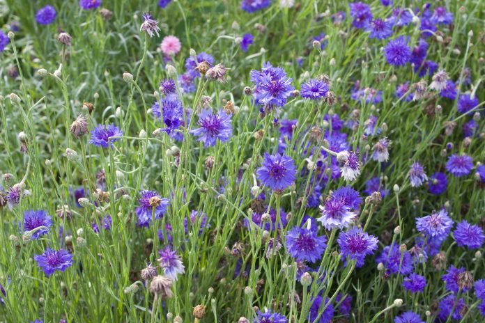 salem_bee_city_3 Flowers blooming in a pollinator garden.