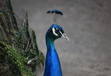 Raising peafowl not all it’s cracked up to be peacock