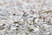 Endangered piping plover nest found in Ohio piping plover