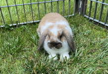 How to care for rabbits Vayda's rabbit Carmel