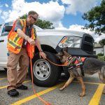 Pa. rolls out nation’s first spotted lanternfly detection dog dog working spotted lanternfly