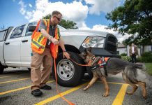 Pa. rolls out nation’s first spotted lanternfly detection dog dog working spotted lanternfly