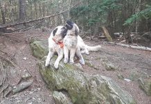 A tale of two puppies dogs in the woods