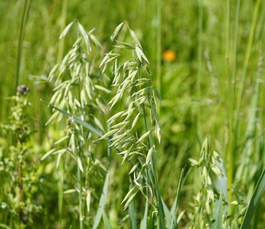 How to tailor cover crops to solve specific soil health problems forage oats