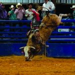 Ohio stock contractor nabs honors for top bucking bull A bull bucking in an arena.