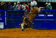 Ohio stock contractor nabs honors for top bucking bull A bull bucking in an arena.