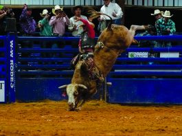 Ohio stock contractor nabs honors for top bucking bull A bull bucking in an arena.