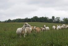 Open gates can lead to long-term damage Katahdin sheep in a pasture