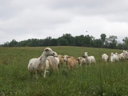 Is your herd well-fed or just full? Katahdin sheep in a pasture