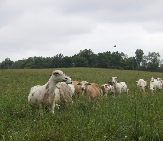 Is your herd well-fed or just full? Katahdin sheep in a pasture