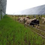 Workshop focuses on sheep grazing and solar arrays sheep grazing among solar panels