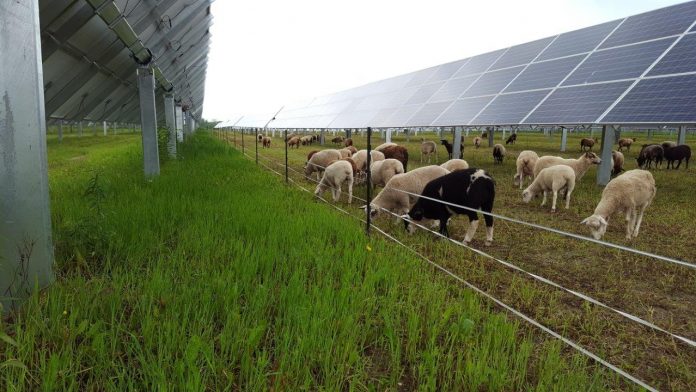 sheep grazing among solar panels