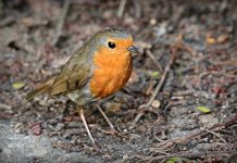 Strange sickness spreading to birds in Ohio and nearby states robin