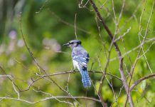 Feed the birds, but still keep an eye out for illnesses blue jay
