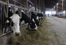 Dairy farming – the original hustle culture Cows looking out into the aisle of the barn at RMD Dairy, in RIttman, Ohio.