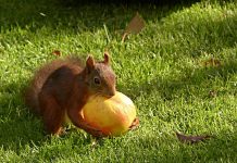 How to keep squirrels off of fruit trees squirrel