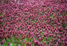 How to plant a cover crop in your vegetable garden crimson clover