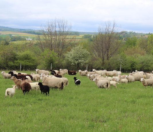 Spring pasture management: Why early turnout can cost you big sheep on pasture