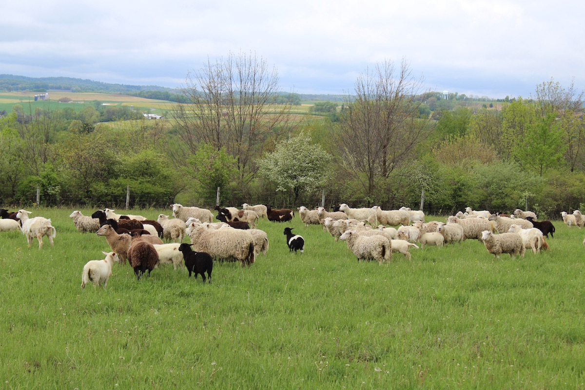 sheep on pasture