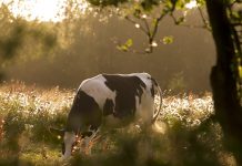 cow grazing
