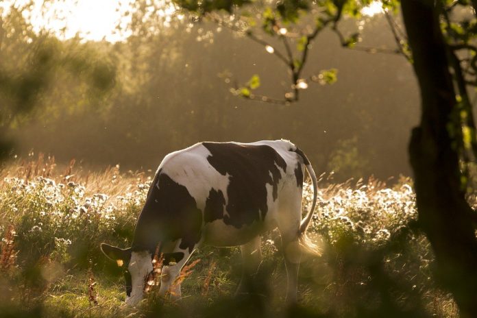 cow grazing