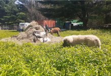 When training livestock guardian dogs, keep an open mind livestock guardian dog puppy and goats