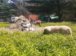 livestock guardian dog puppy and goats