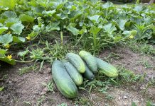 How to preserve an abundance of cucumbers by making freezer pickles cucumbers