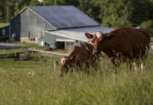 Groups want to create organic, grassfed dairy supply chain in southeast Pa. cows standing in a field of grass