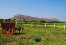 The sustainable solution to climate change horse and buggy with wind turbines behind