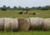 cattle and bales of hay on pasture