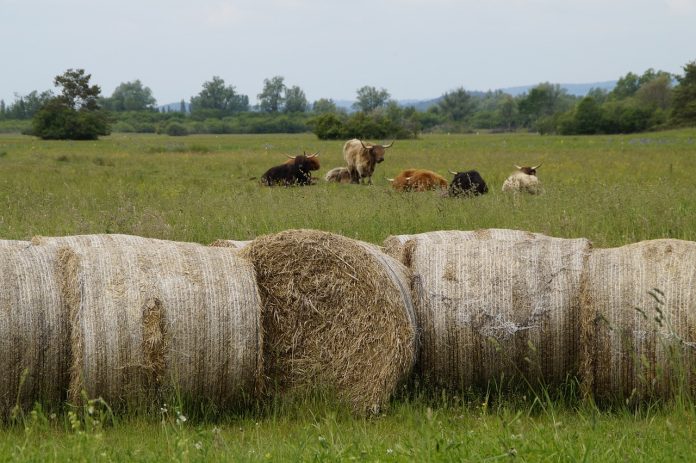 cattle and bales of hay on pasture