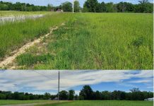 Using nutrient removal rates to improve forage pasture