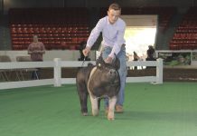 2021 state fair breaks records at sale Grand Champion Market Barrow