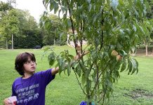 How to determine why your fruit tree isn’t producing fruit Vayda and peaches
