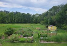 Heirlooms and social media drive Melody Acres Hobby Farm homesteading garden