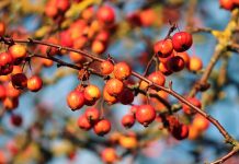 How to find and harvest crabapples crabapples